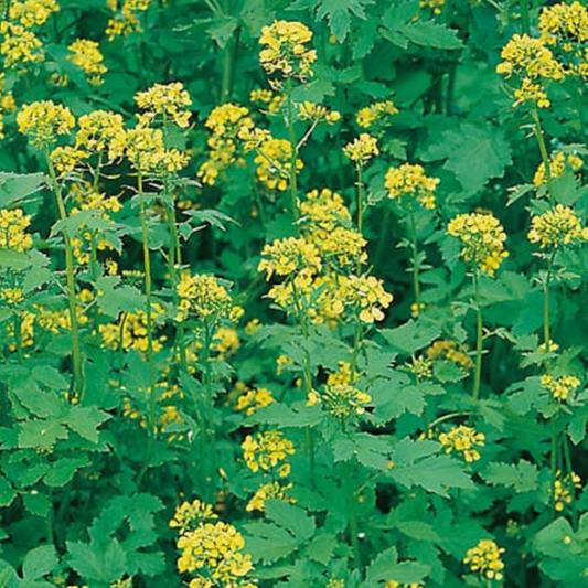 White Mustard Green Manure Seeds - 1kg - Chartley Chucks