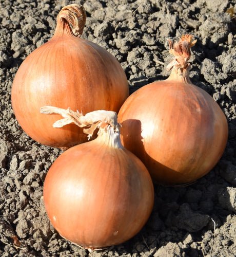 White Onion Plug Plants "Grow Your Own" Vegetables **Letterbox Friendly** - Chartley Chucks