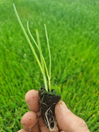 White Onion Plug Plants "Grow Your Own" Vegetables **Letterbox Friendly** - Chartley Chucks