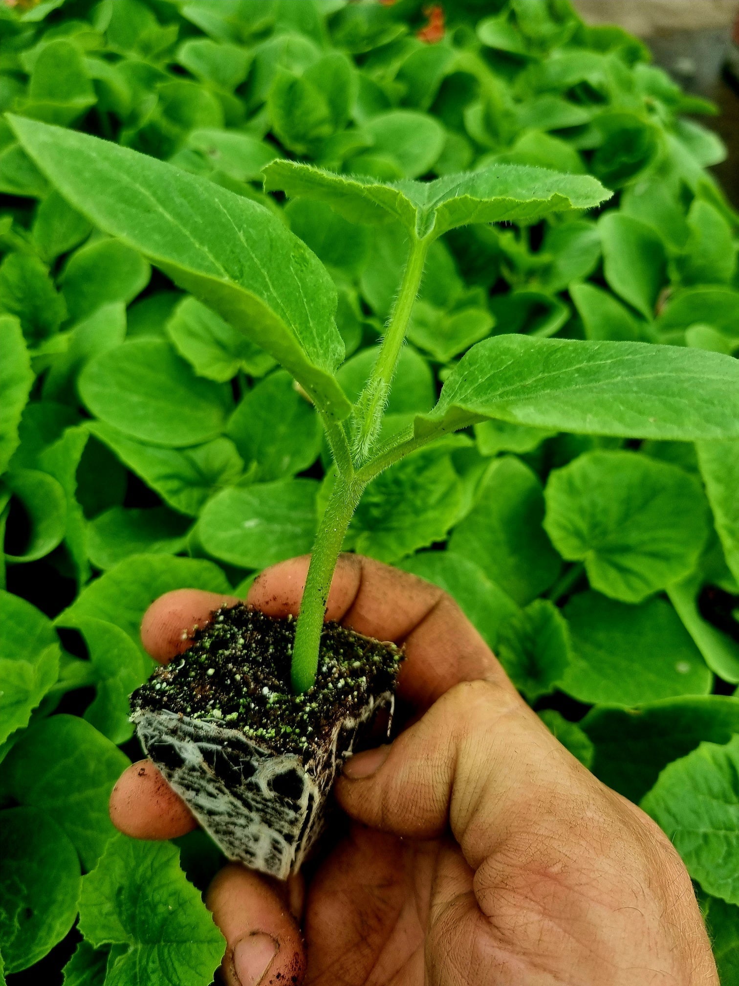 White Pumpkin Plug Plants - "Grow Your Own" Fruit **Letterbox Friendly** - Chartley Chucks