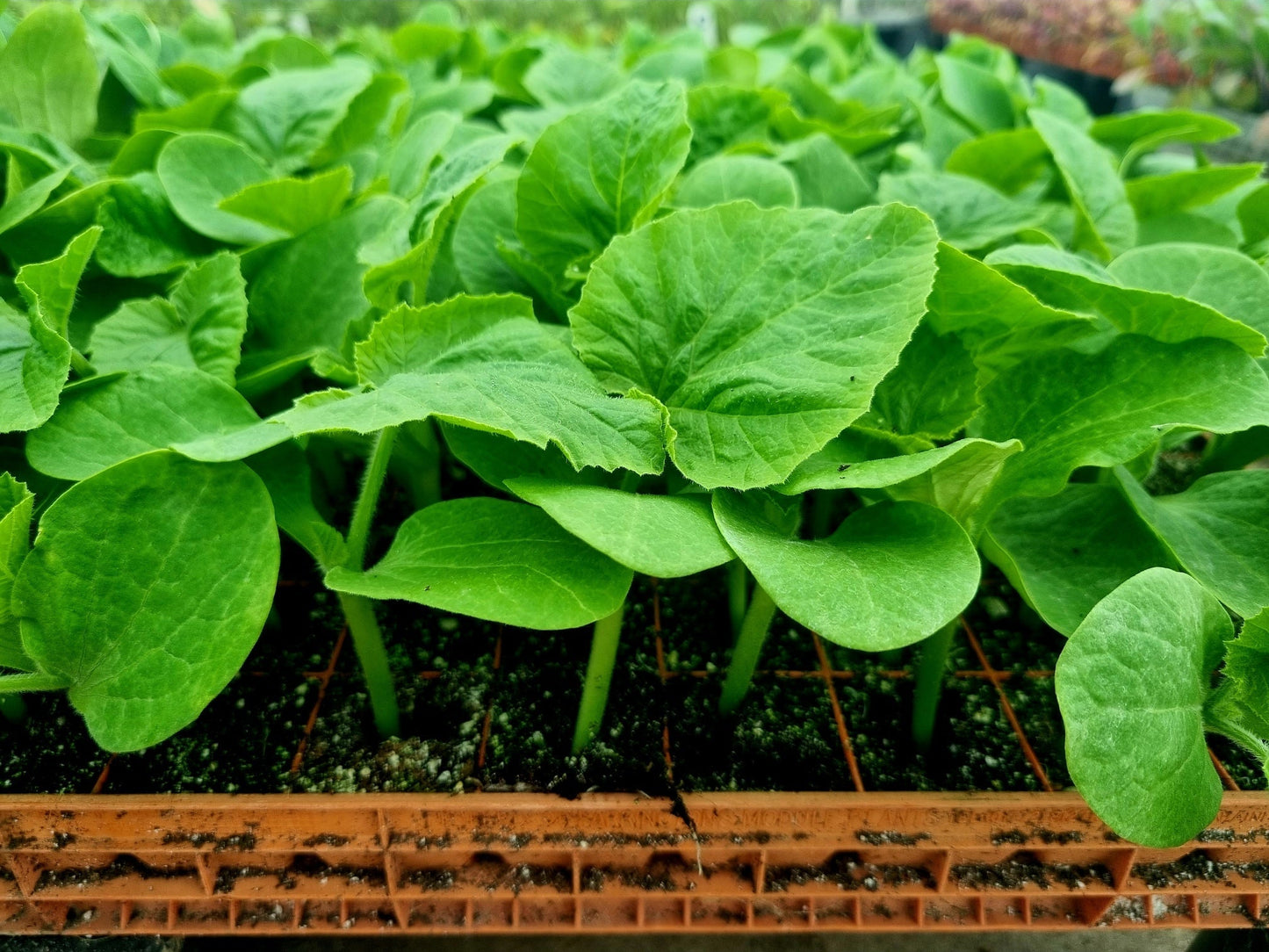 White Pumpkin Plug Plants - "Grow Your Own" Fruit **Letterbox Friendly** - Chartley Chucks