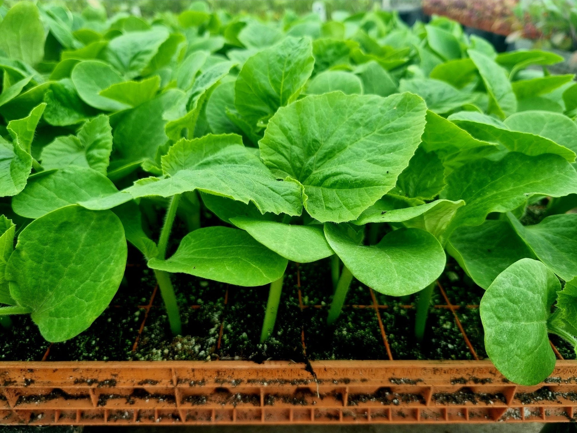 White Pumpkin Plug Plants - "Grow Your Own" Fruit **Letterbox Friendly** - Chartley Chucks