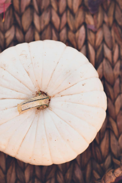 White Pumpkin Plug Plants - "Grow Your Own" Fruit **Letterbox Friendly** - Chartley Chucks