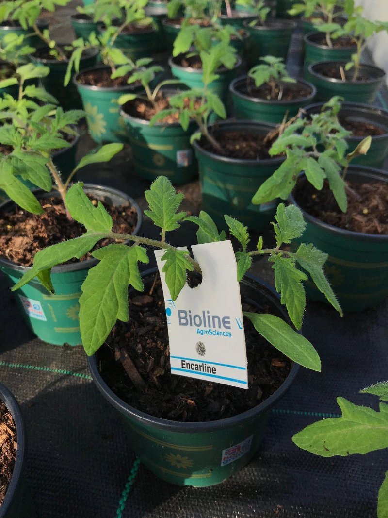 Whitefly Control - Encarsia - Chartley Chucks