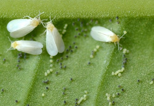 Whitefly Control - Encarsia - Chartley Chucks