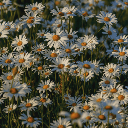 Wild Chamomile Seeds - 1000 Native UK Wild Flower Seeds for Attracting Birds, Bees, Wildlife, Pollinators, Suitable for Planting and Growing Outdoors in Meadows, Fields, Gardens and Borders - Packed in The UK by Meldon Seeds - Chartley Chucks