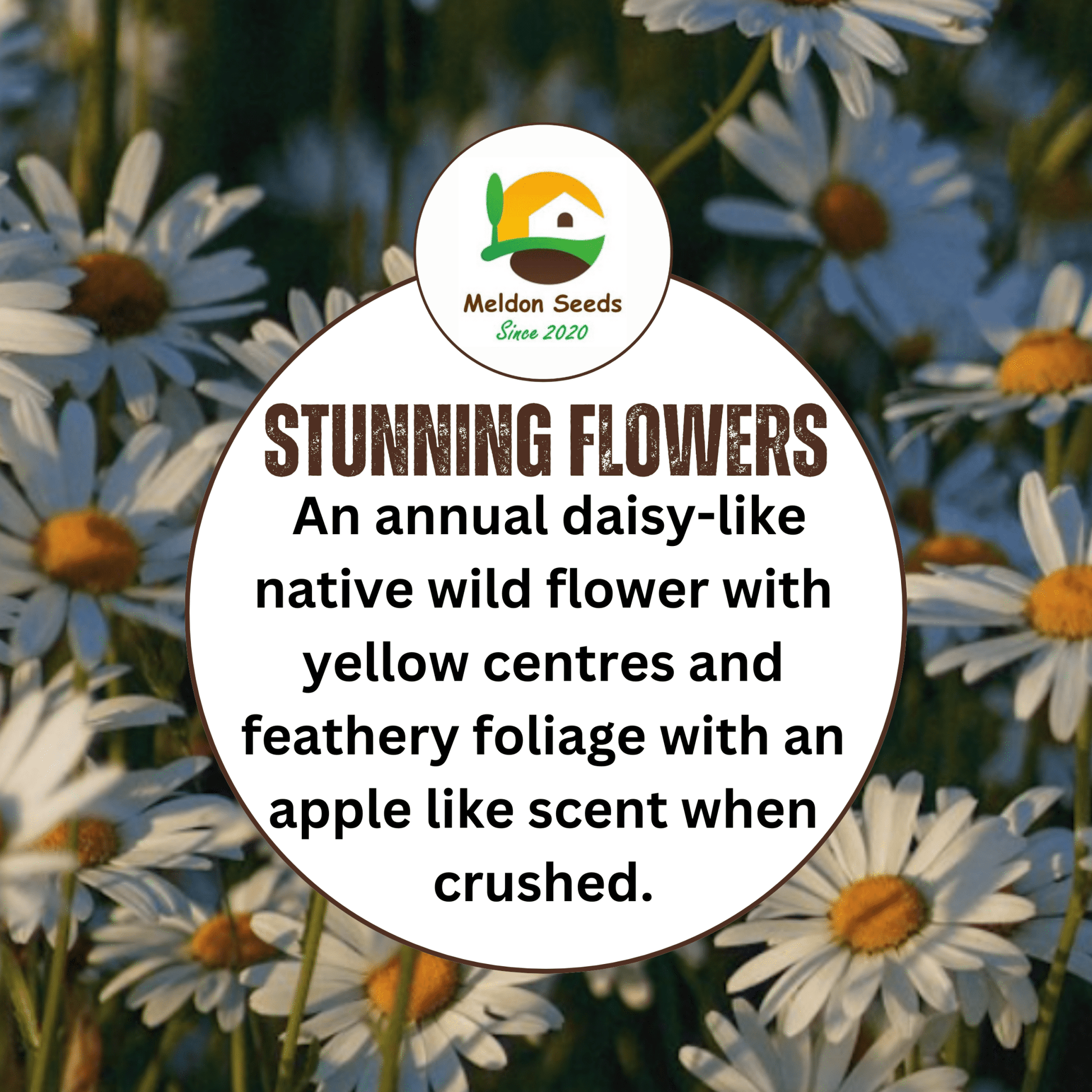 uk wild flower seeds Wild Chamomile Seeds