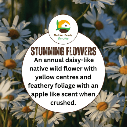 Wild Chamomile Seeds - 1000 Native UK Wild Flower Seeds for Attracting Birds, Bees, Wildlife, Pollinators, Suitable for Planting and Growing Outdoors in Meadows, Fields, Gardens and Borders - Packed in The UK by Meldon Seeds - Chartley Chucks