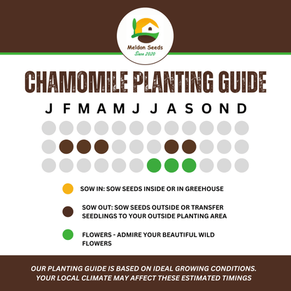 Wild Chamomile Seeds - 1000 Native UK Wild Flower Seeds for Attracting Birds, Bees, Wildlife, Pollinators, Suitable for Planting and Growing Outdoors in Meadows, Fields, Gardens and Borders - Packed in The UK by Meldon Seeds - Chartley Chucks