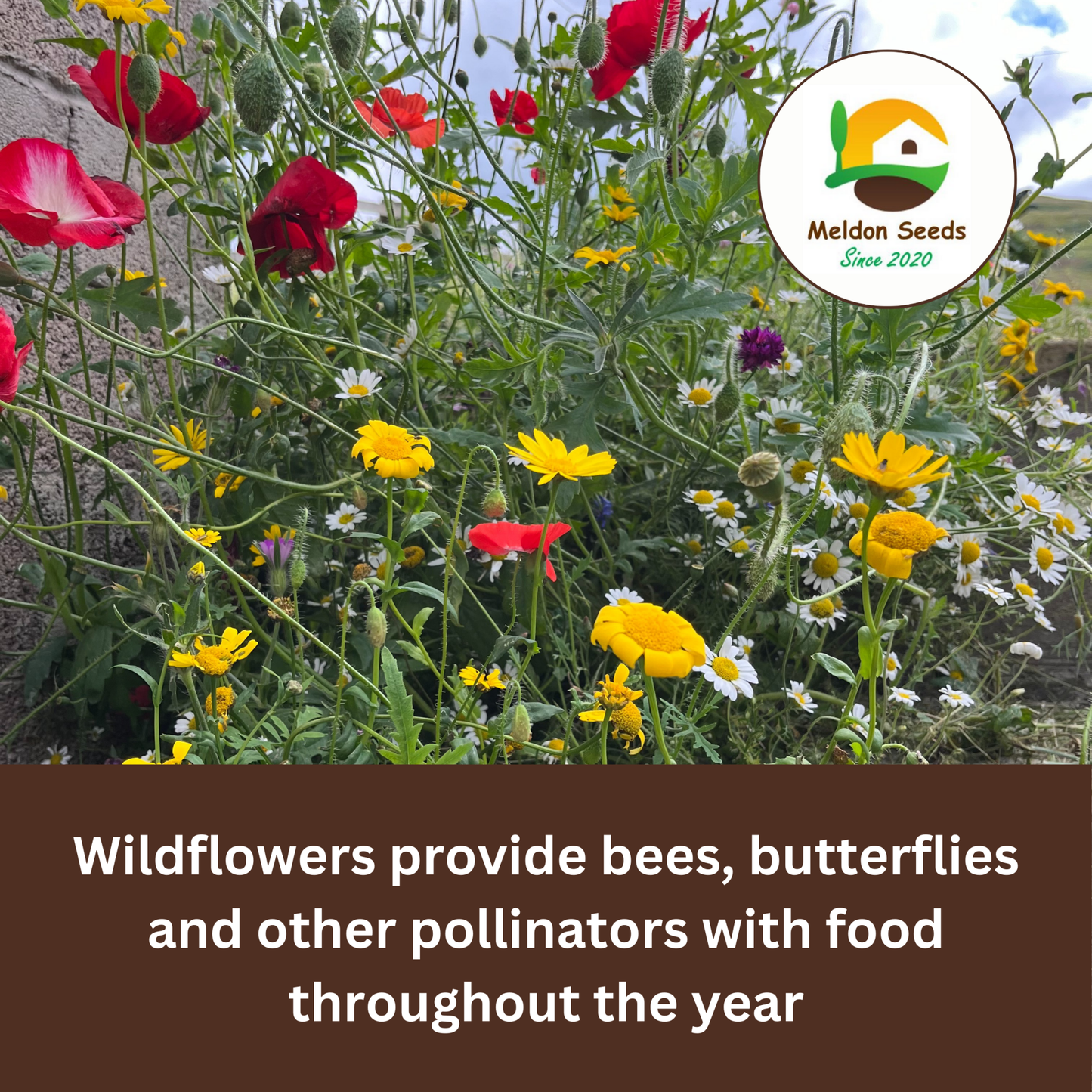 Wild Chamomile Seeds - 1000 Native UK Wild Flower Seeds for Attracting Birds, Bees, Wildlife, Pollinators, Suitable for Planting and Growing Outdoors in Meadows, Fields, Gardens and Borders - Packed in The UK by Meldon Seeds - Chartley Chucks