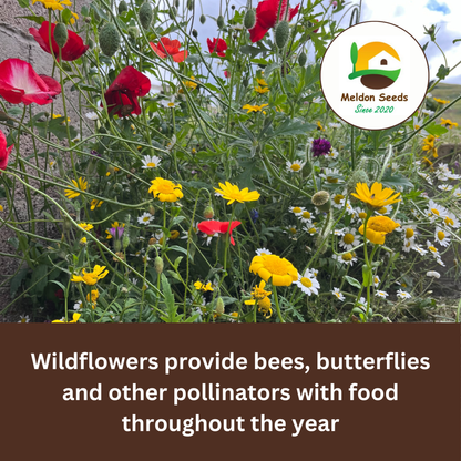 Wild Chamomile Seeds - 1000 Native UK Wild Flower Seeds for Attracting Birds, Bees, Wildlife, Pollinators, Suitable for Planting and Growing Outdoors in Meadows, Fields, Gardens and Borders - Packed in The UK by Meldon Seeds - Chartley Chucks