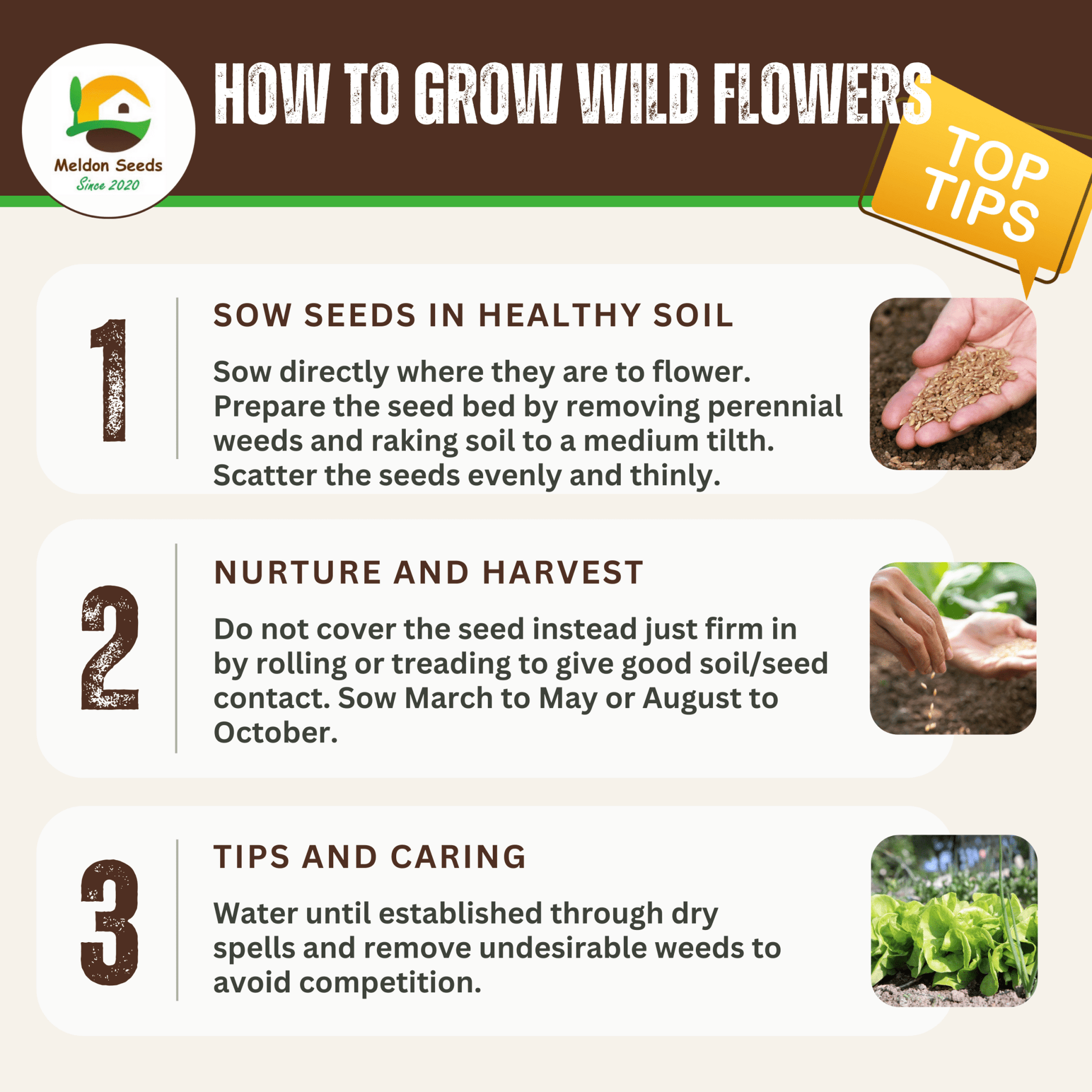 Wild Flowers Birds and Bees Mix 2.5g Seeds - Chartley Chucks