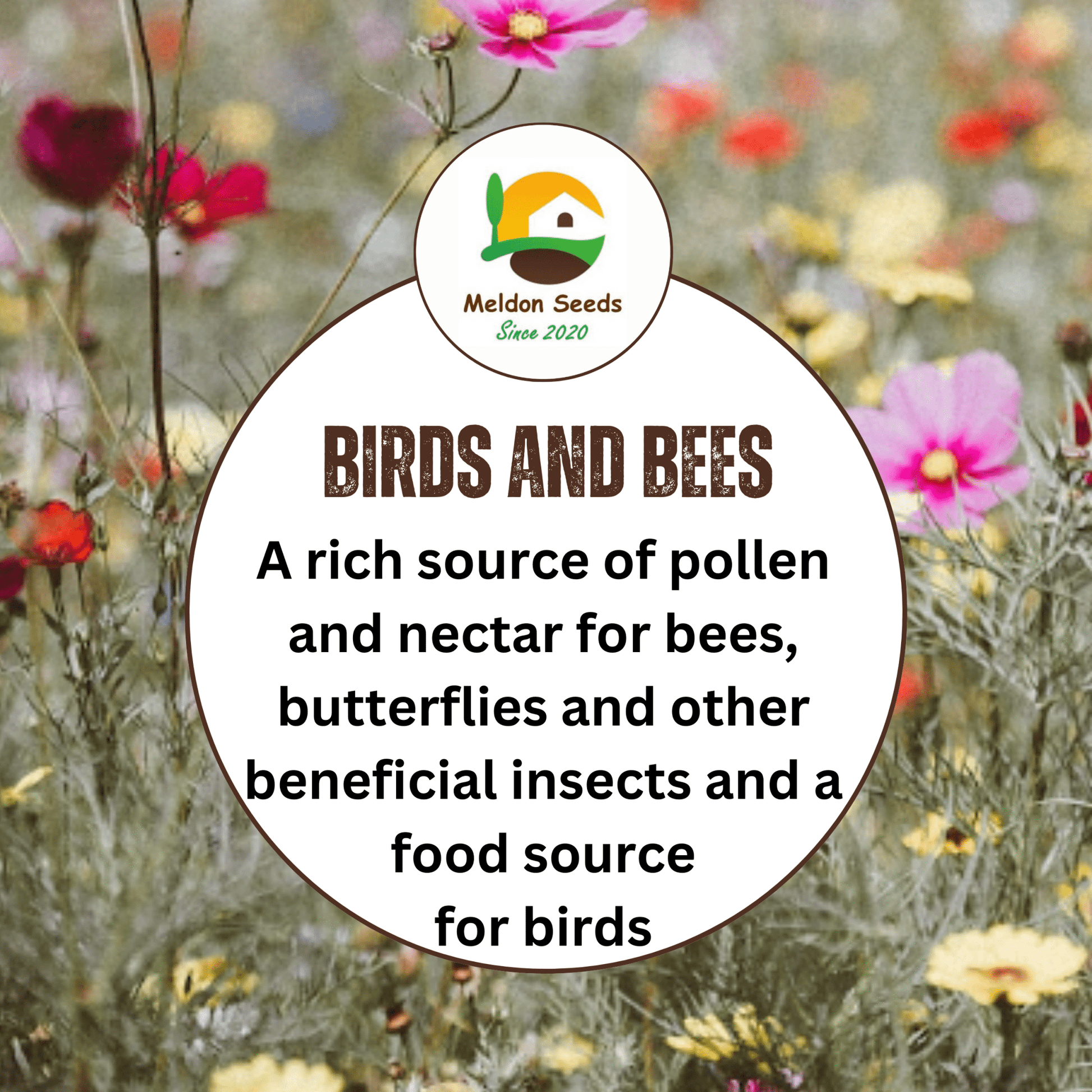 Wild Flowers Birds and Bees Mix 2.5g Seeds - Chartley Chucks