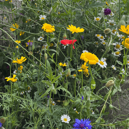Wild Flowers Birds and Bees Mix 2.5g Seeds - Chartley Chucks