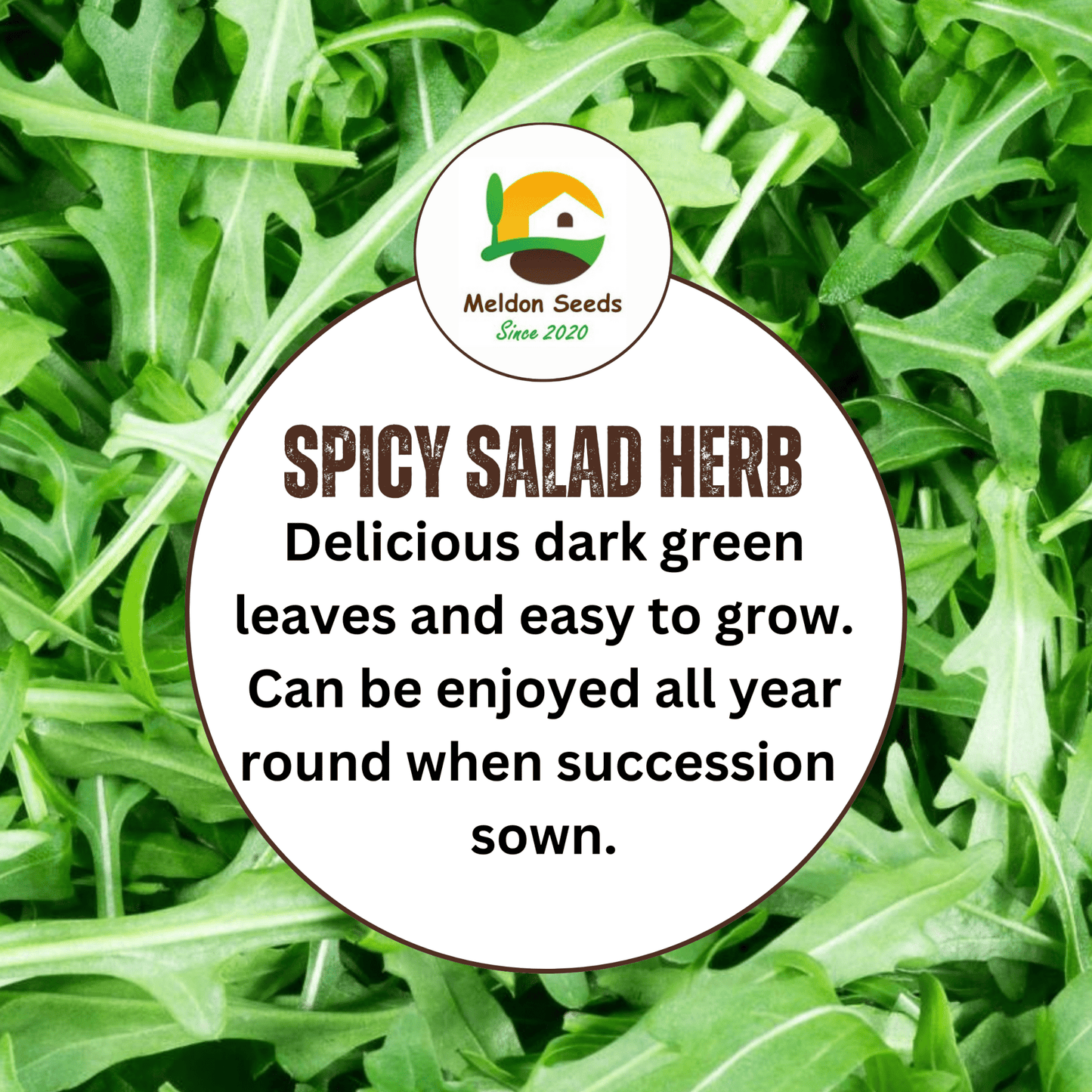 Wild Rocket 500 Seeds - Chartley Chucks