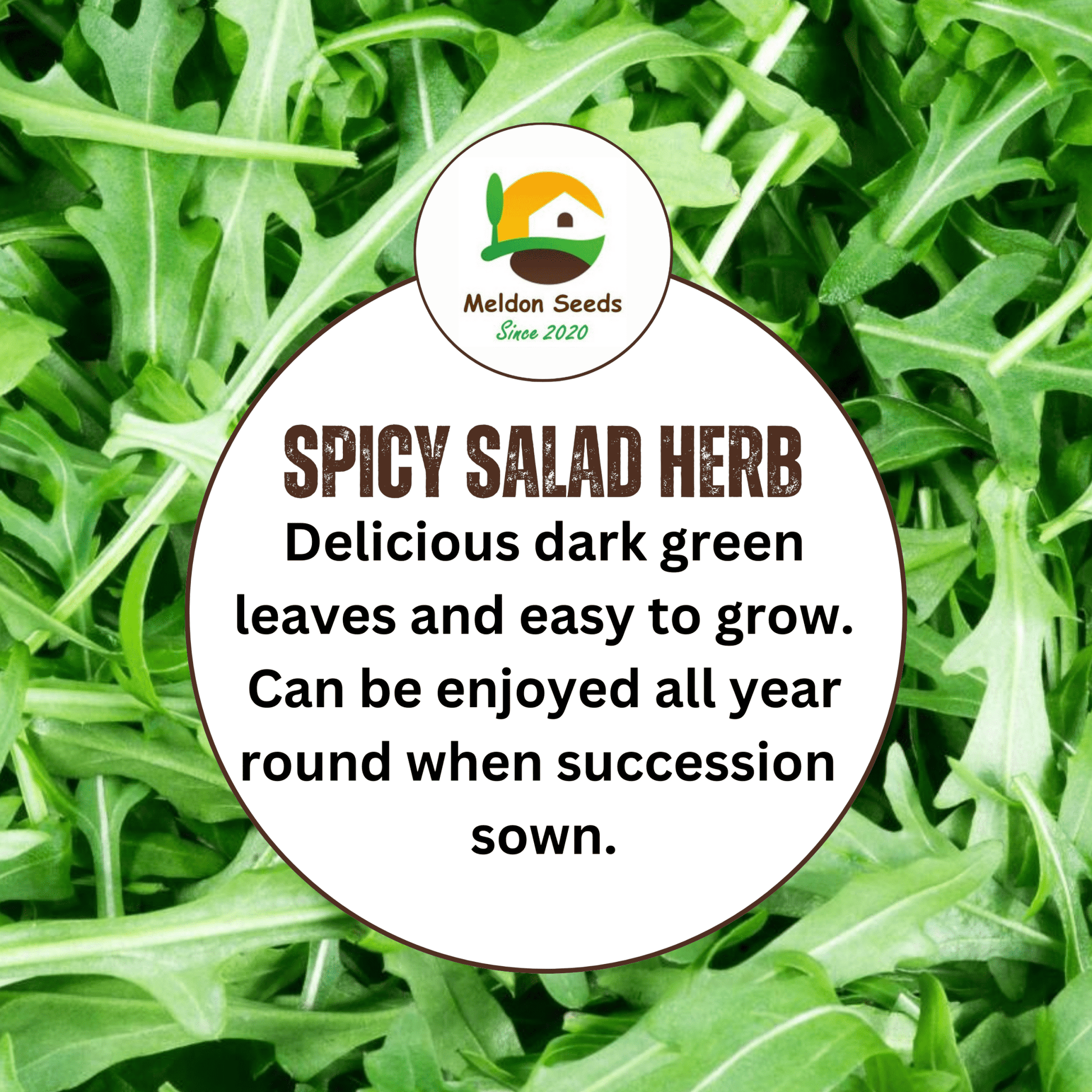 Wild Rocket 500 Seeds - Chartley Chucks