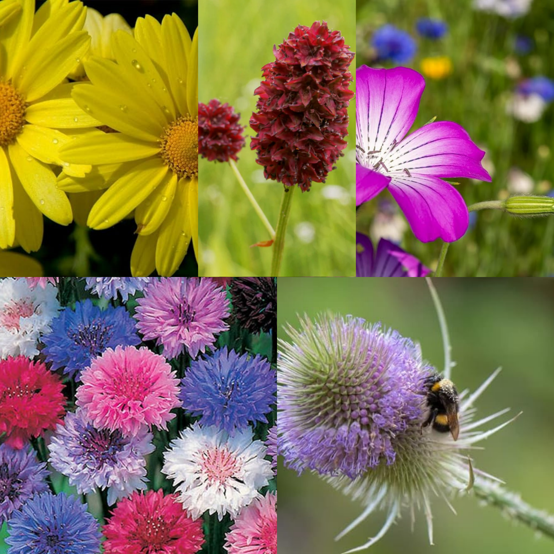 Wildlife Attracting Collection. 5 Native Wild Flower Varieties - Chartley Chucks