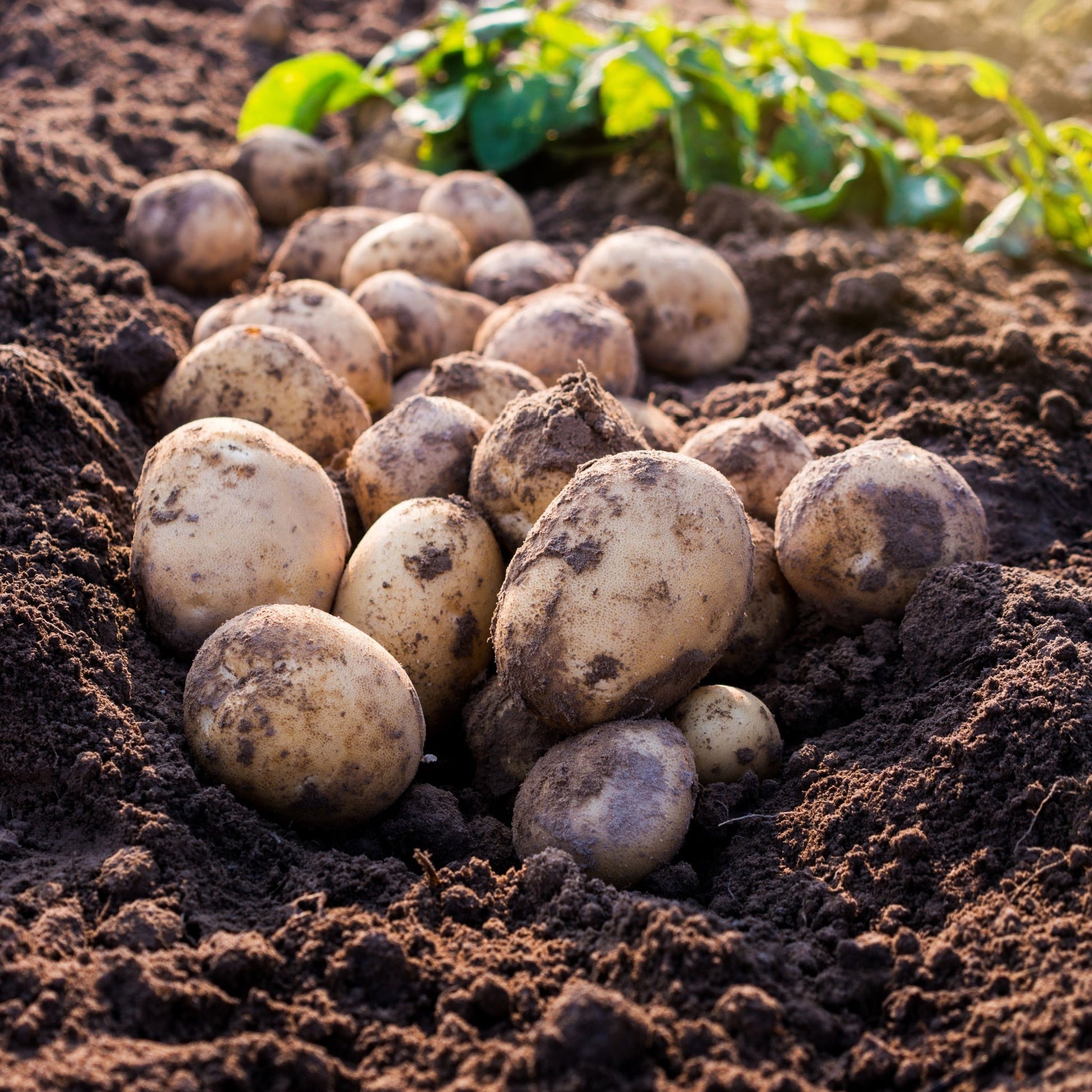 Wilja Seed Potatoes 2KG - Chartley Chucks