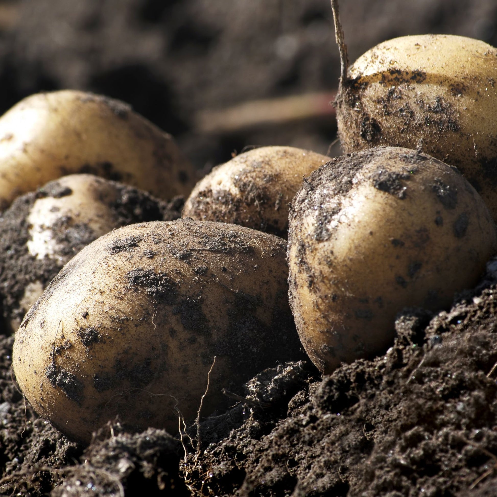 Winston Seed Potatoes 2KG - Chartley Chucks