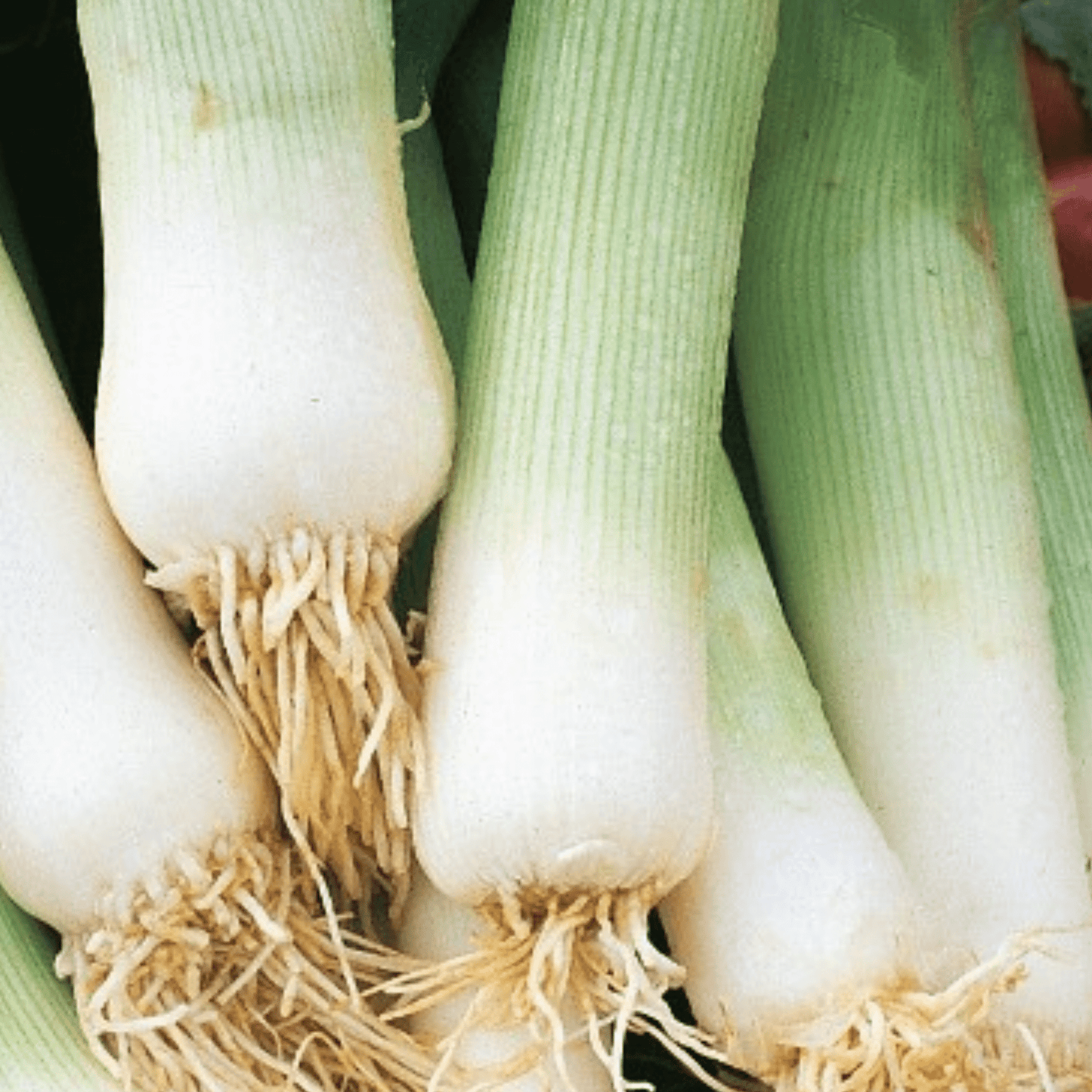 Winter Hardy Vegetable Collection. 6 Easy to Grow Hardy Vegetable Varieties - Chartley Chucks
