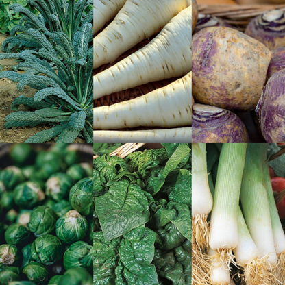 Winter Hardy Vegetable Collection. 6 Easy to Grow Hardy Vegetable Varieties - Chartley Chucks