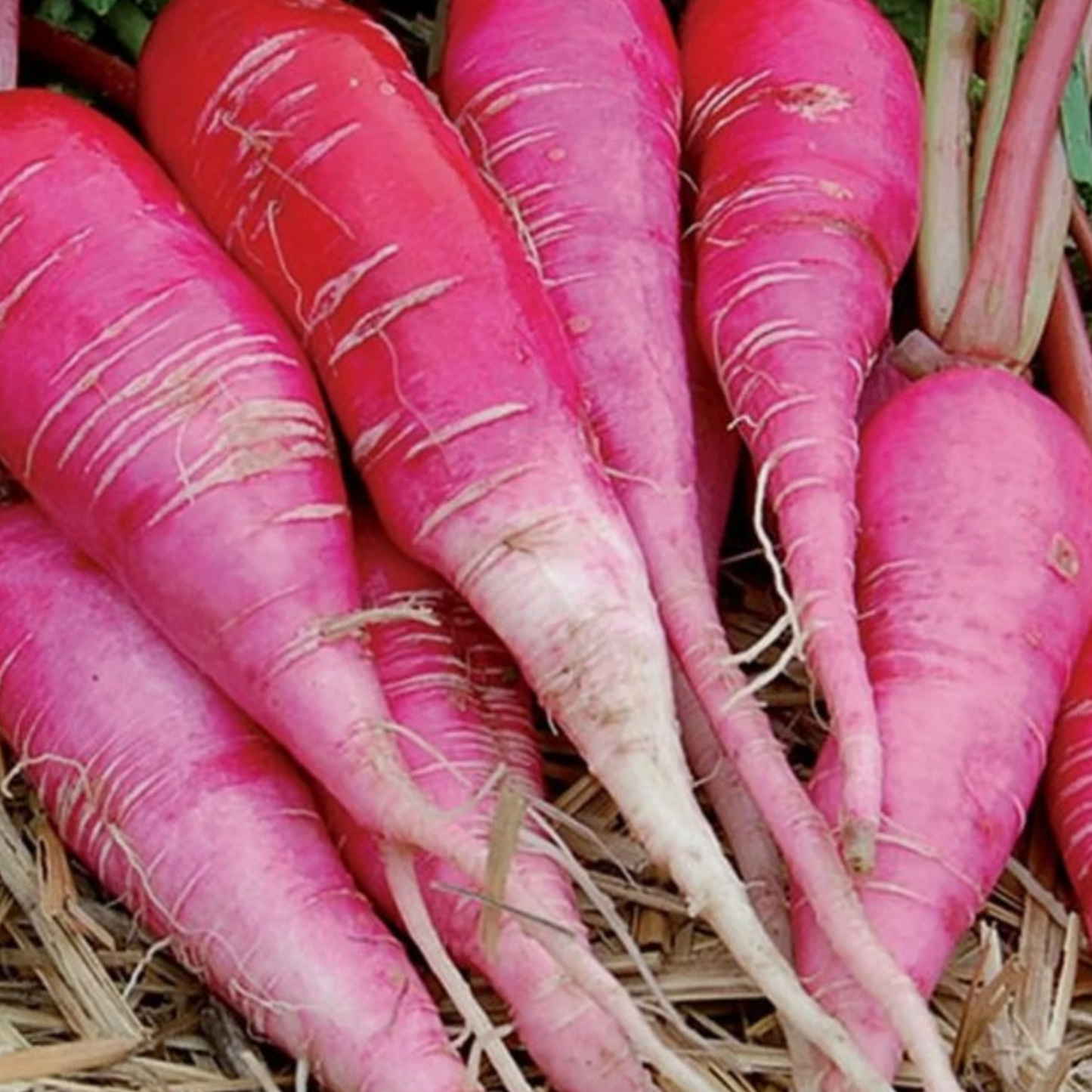 Winter Radish Seeds China Rose – 400 Fresh Radish Seeds Grow Indoors Outdoors UK - Chartley Chucks