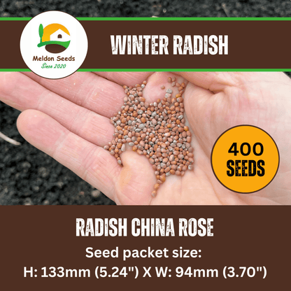 Winter Radish Seeds China Rose – 400 Fresh Radish Seeds Grow Indoors Outdoors UK - Chartley Chucks