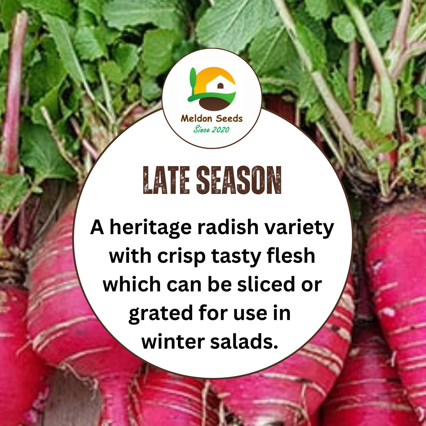Winter Radish Seeds China Rose – 400 Fresh Radish Seeds Grow Indoors Outdoors UK - Chartley Chucks