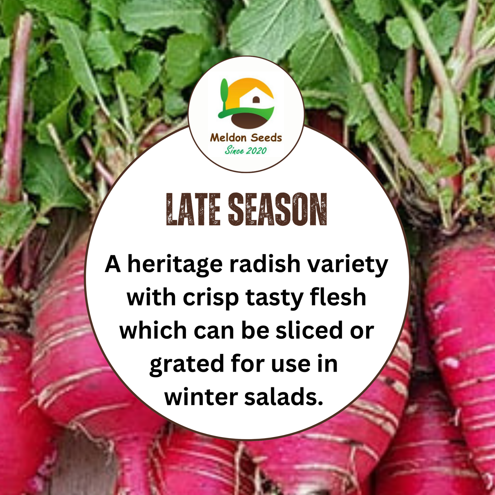 Winter Radish Seeds China Rose – 400 Fresh Radish Seeds Grow Indoors Outdoors UK - Chartley Chucks