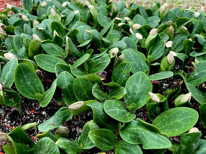 Yellow Courgette Plug Plants "Grow Your Own" Fruit 'Ready to Plant Now' Young Vegetable Plants **Letterbox Friendly** - Chartley Chucks