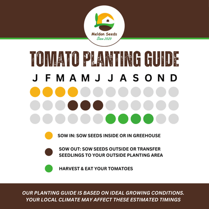 Yellow Tomato Seeds Golden Sunrise - 20 Fresh Vegetable Seeds for Growing UK - Chartley Chucks