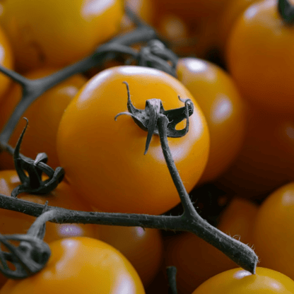 Yellow Tomato Seeds Golden Sunrise - 20 Fresh Vegetable Seeds for Growing UK - Chartley Chucks