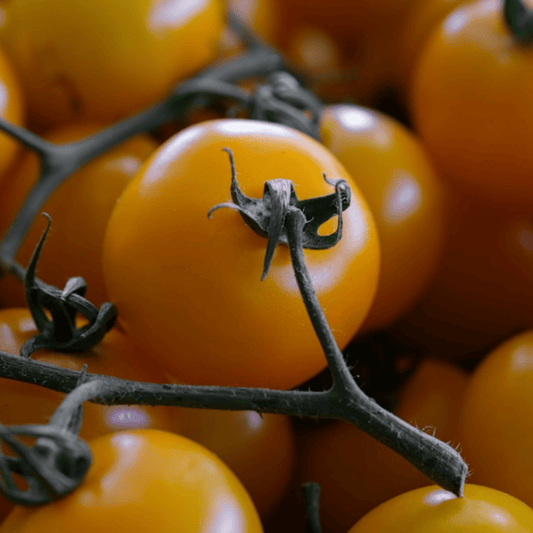 Yellow Tomato Seeds Golden Sunrise - 20 Fresh Vegetable Seeds for Growing UK - Chartley Chucks