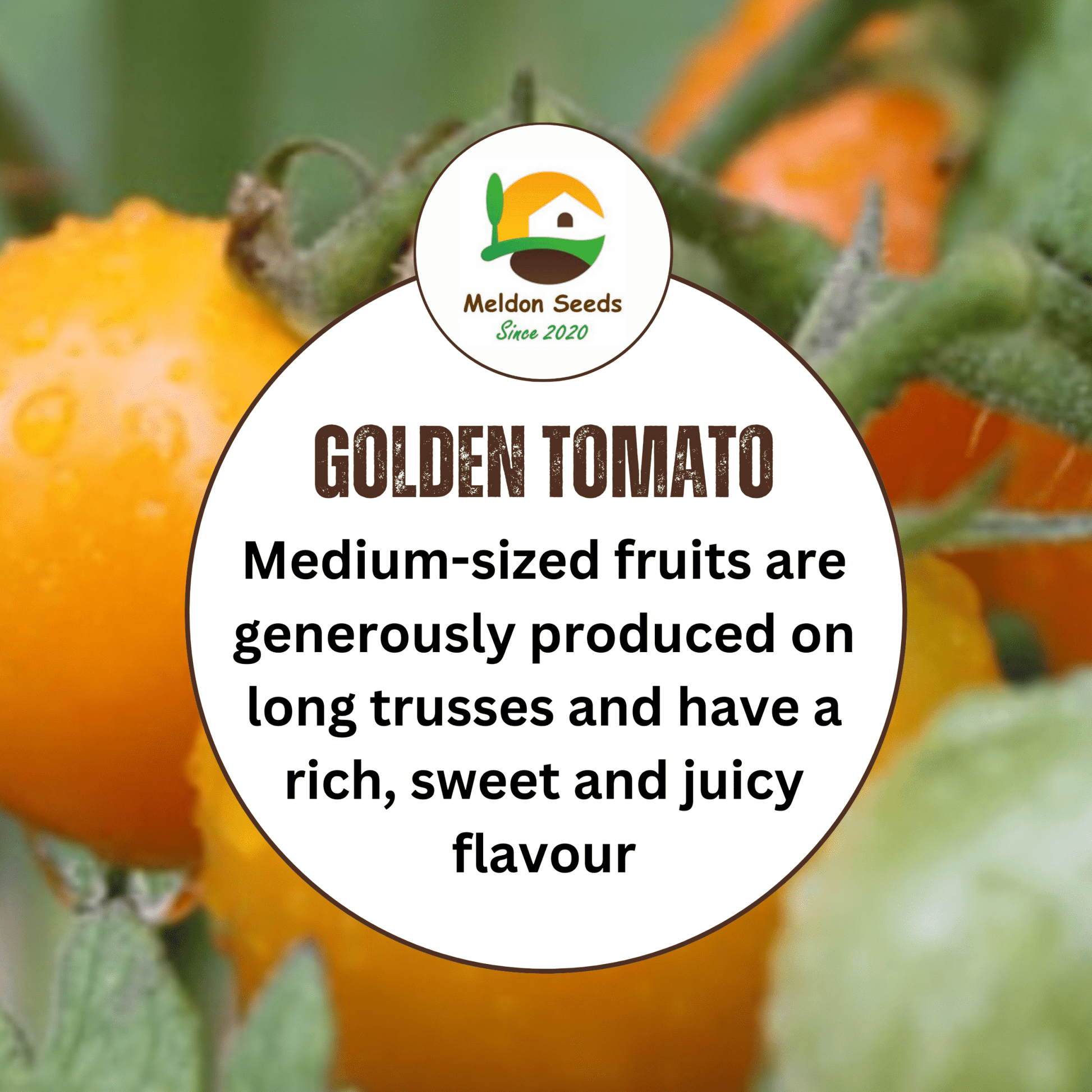 Yellow Tomato Seeds Golden Sunrise - 20 Fresh Vegetable Seeds for Growing UK - Chartley Chucks