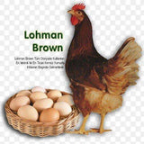 Lohman browns at Point of Lay - Chartley Chucks