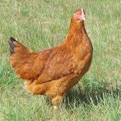 Columbian Blacktail Chickens - Chartley Chucks