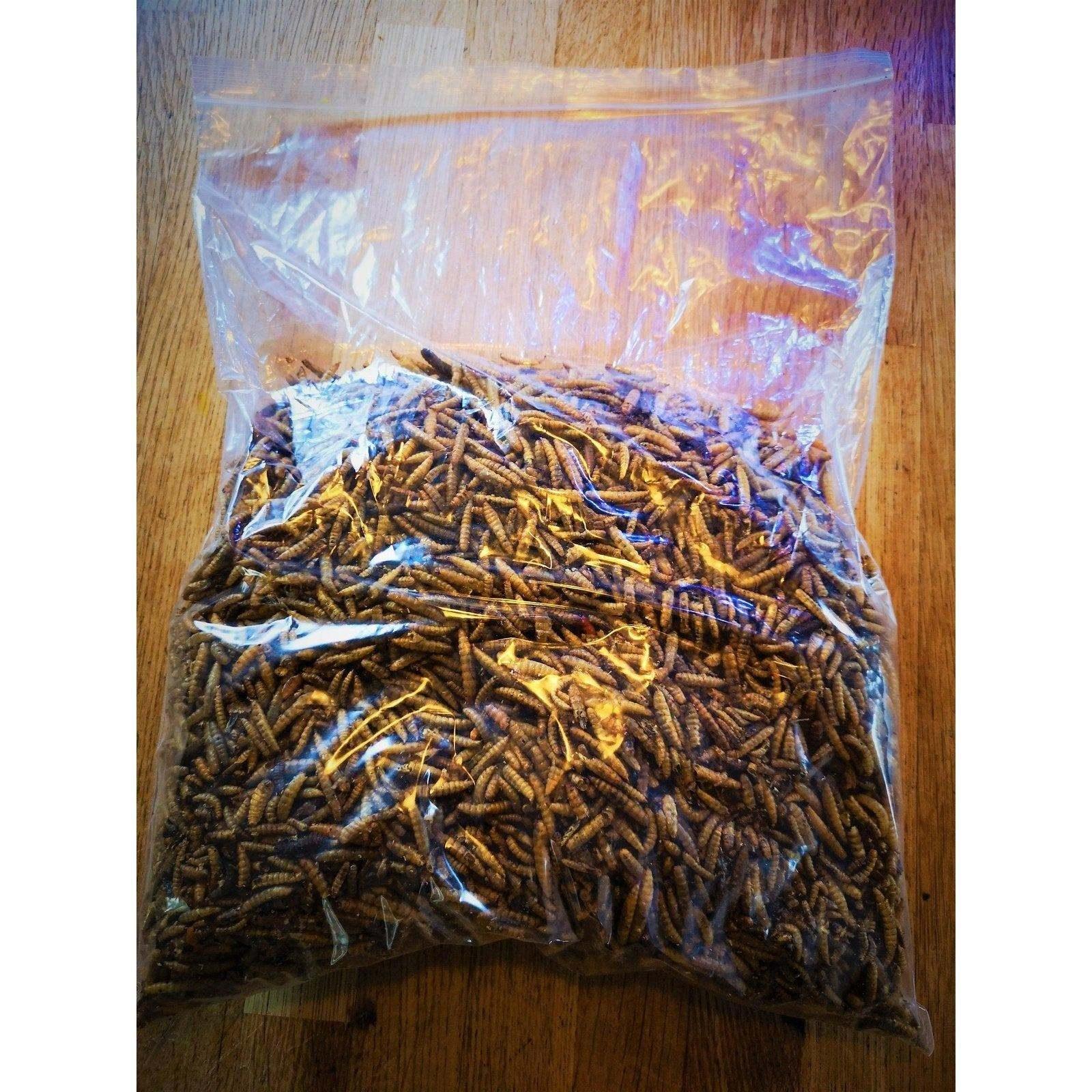 Dried Calciworms - Imported - better than mealworms - PROTEIN Boost - Chartley Chucks