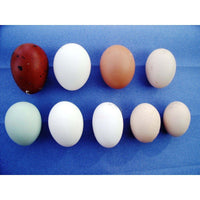 Booted Bantam Black mottled - hatching eggs