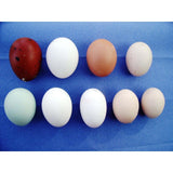 Booted Bantam Black mottled - hatching eggs - Chartley Chucks