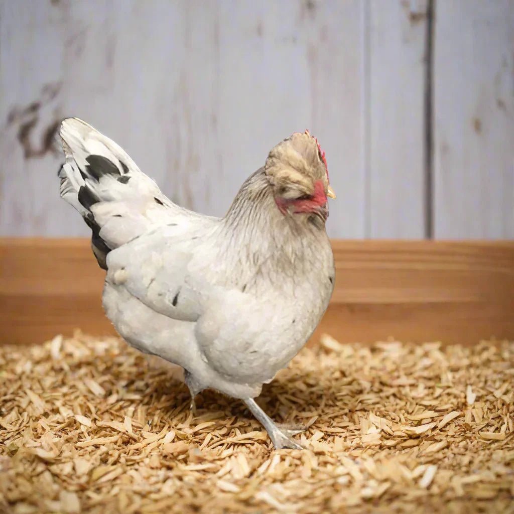 Emerald Blue egg laying Chickens - Chartley Chucks