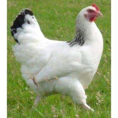 Light Sussex Hybrid Chickens (calm) - Chartley Chucks