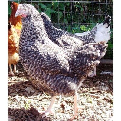 Speckeldy Chickens (Marans Coucou) - Chartley Chucks